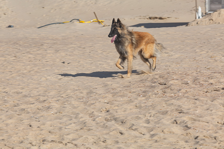 Wandeling Dishoek